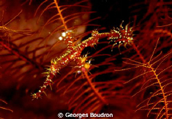 ghostpipefish by Georges Boudron 